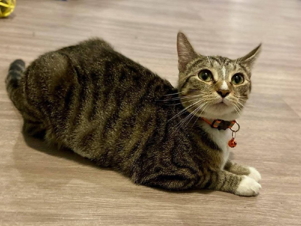 Gemma