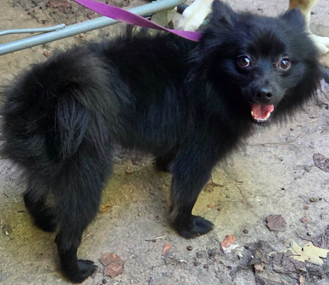 Ozzy, an adoptable Spitz in Decatur, GA, 30030 | Photo Image 1