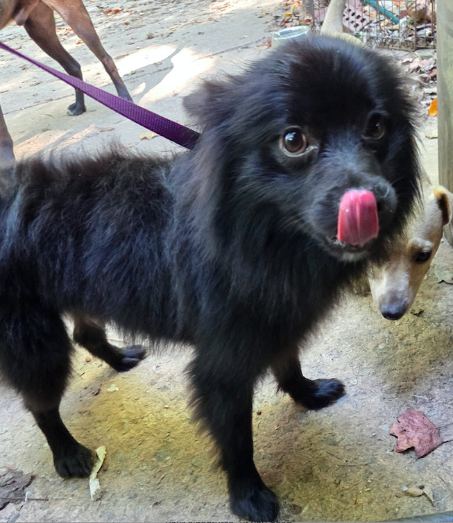 Ozzy, an adoptable Spitz in Decatur, GA, 30030 | Photo Image 2