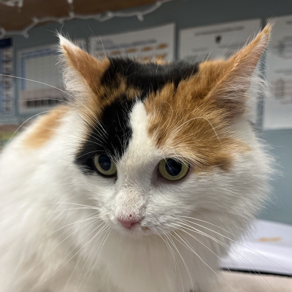 Lulu