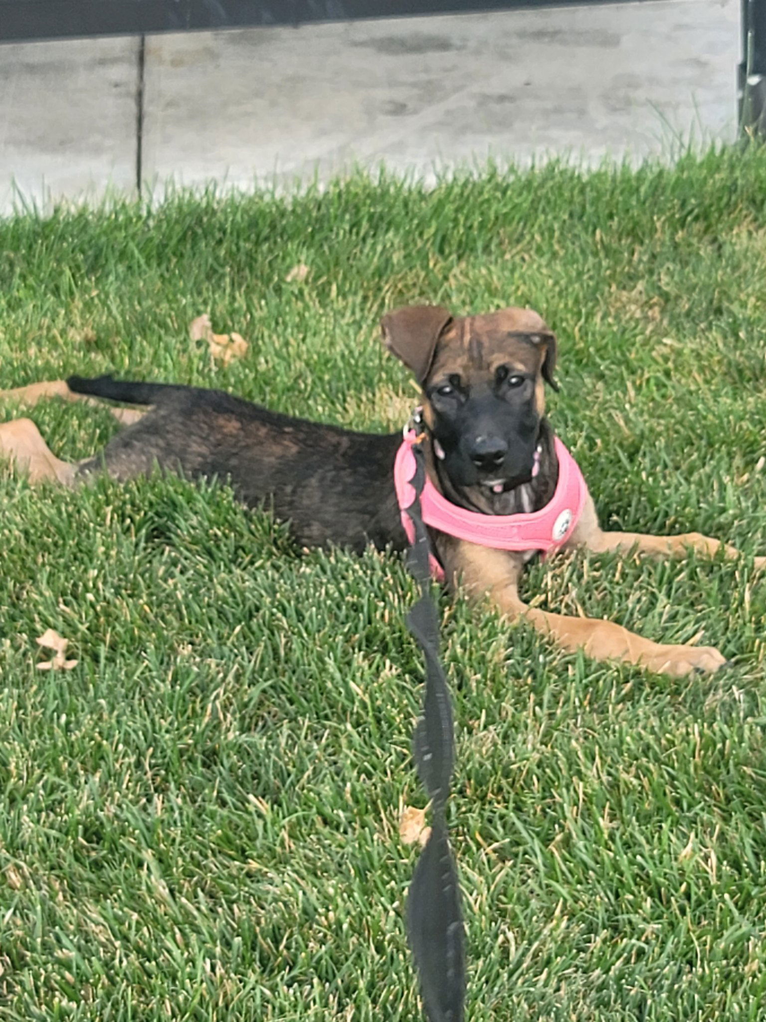 Ladie, an adoptable Boxer, Pit Bull Terrier in Midway, UT, 84049 | Photo Image 1