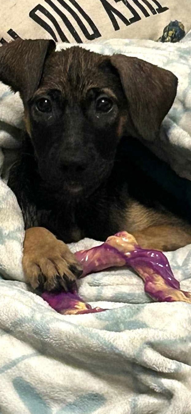 Ladie, an adoptable Boxer, Pit Bull Terrier in Midway, UT, 84049 | Photo Image 2