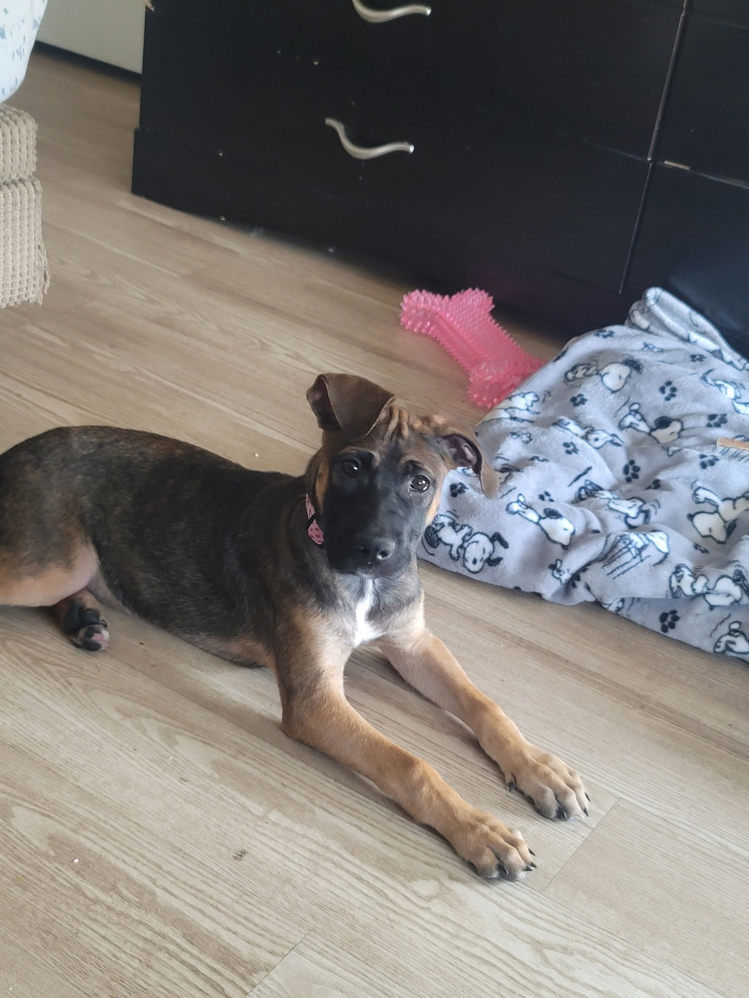 Ladie, an adoptable Boxer, Pit Bull Terrier in Midway, UT, 84049 | Photo Image 3