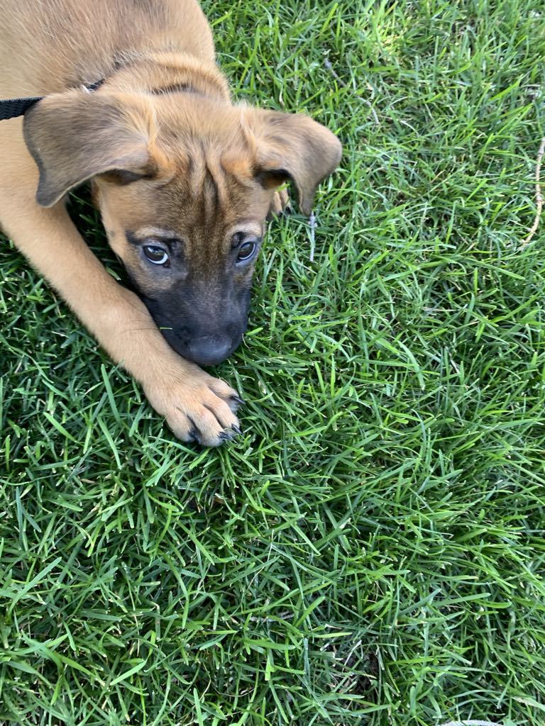 Trixy, an adoptable Boxer, Pit Bull Terrier in Midway, UT, 84049 | Photo Image 1