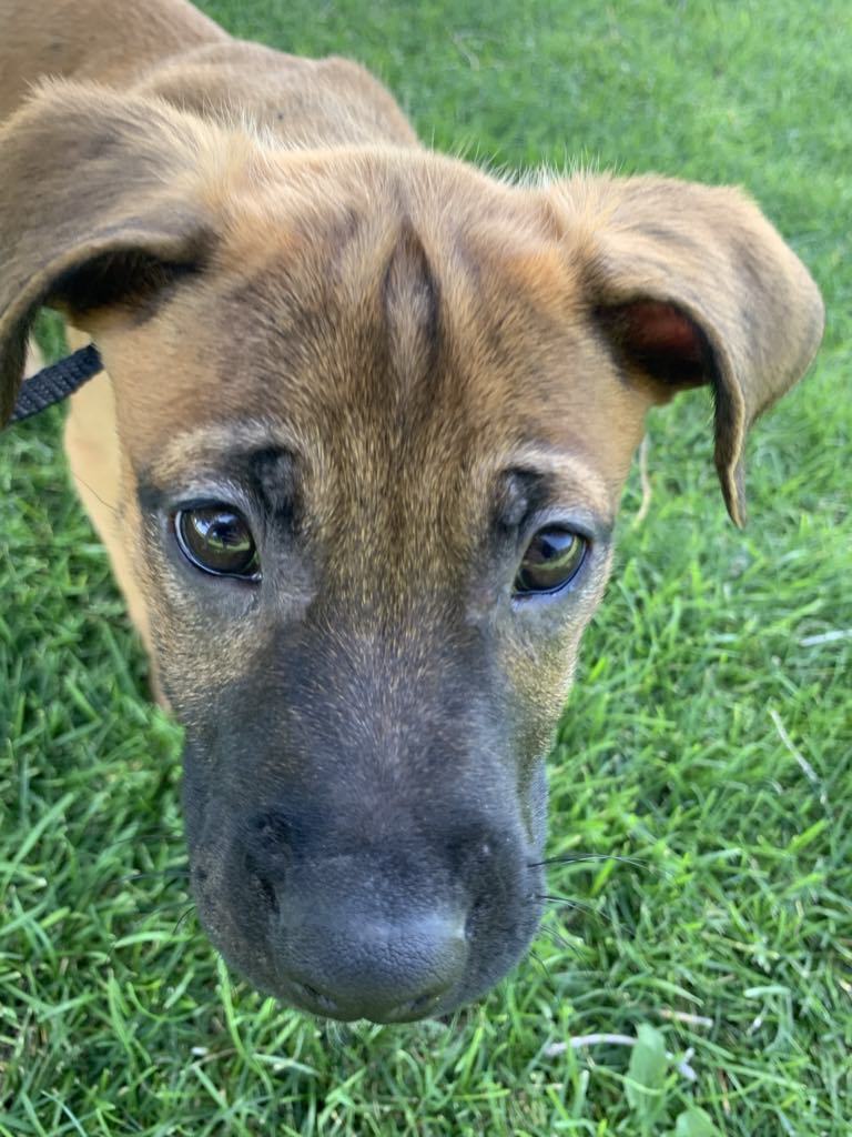 Trixy, an adoptable Boxer, Pit Bull Terrier in Midway, UT, 84049 | Photo Image 2