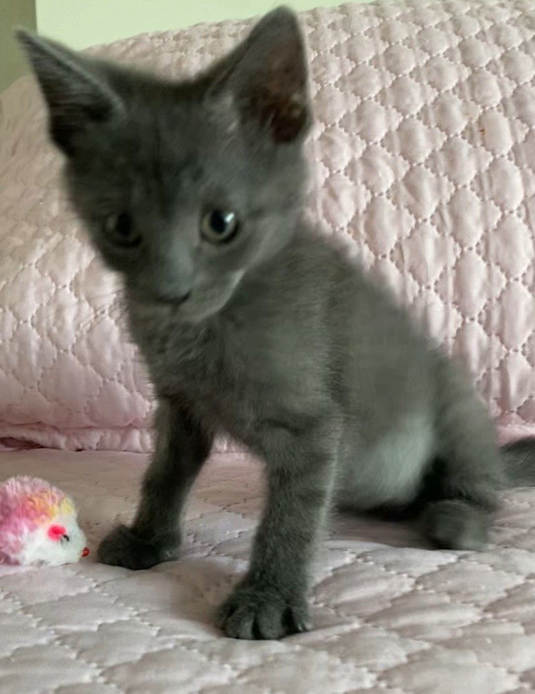 PRINCESS MIA 3 legged