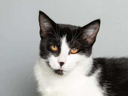 Maple, an adoptable Domestic Short Hair in Longmont, CO, 80501 | Photo Image 1