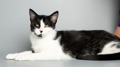 Maple, an adoptable Domestic Short Hair in Longmont, CO, 80501 | Photo Image 2