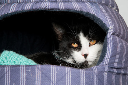 Maple, an adoptable Domestic Short Hair in Longmont, CO, 80501 | Photo Image 3