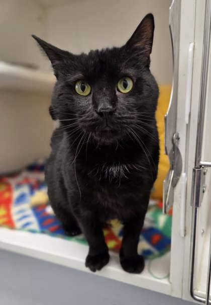Bongo (Leuk+/FIV +)