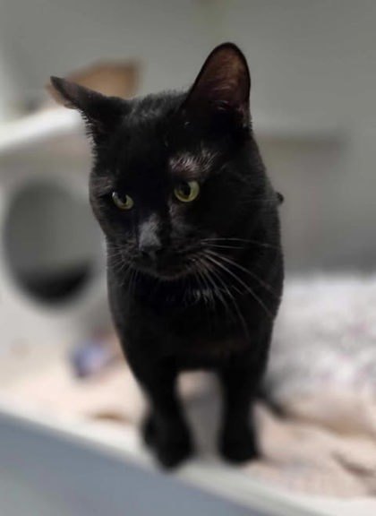 Bongo (Leuk+/FIV +)