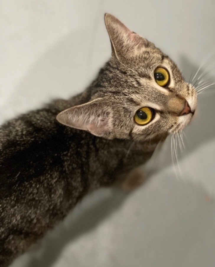 V0 Vella, an adoptable Domestic Short Hair in Ashland, WI, 54806 | Photo Image 1