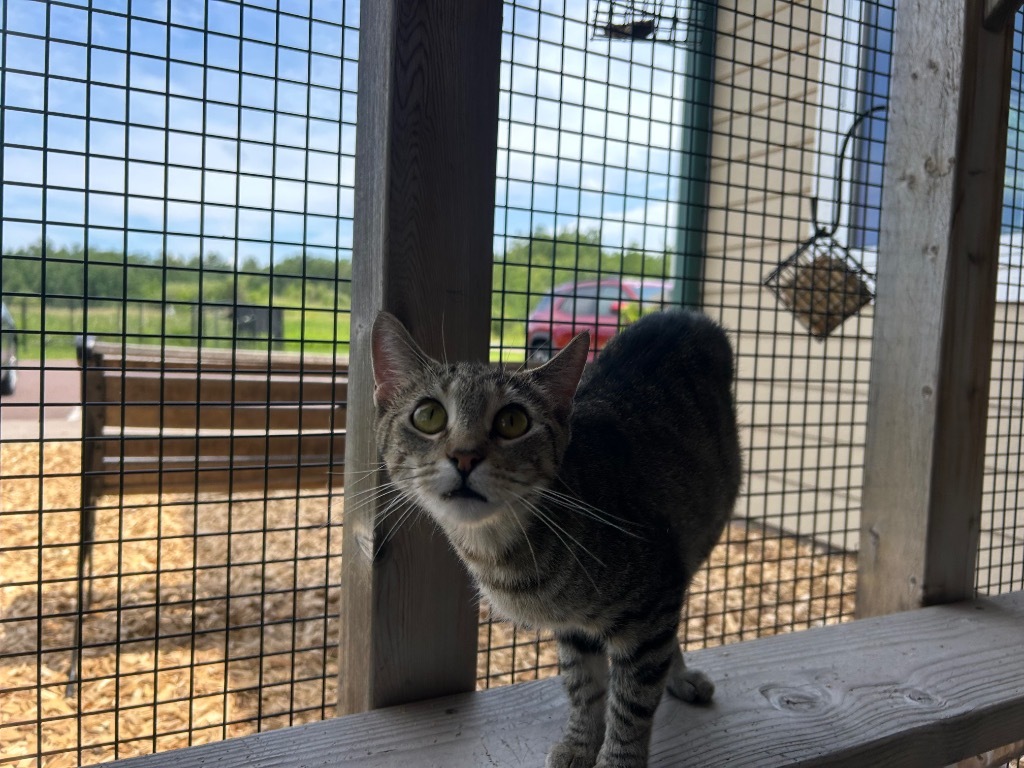 V0 Vella, an adoptable Domestic Short Hair in Ashland, WI, 54806 | Photo Image 2