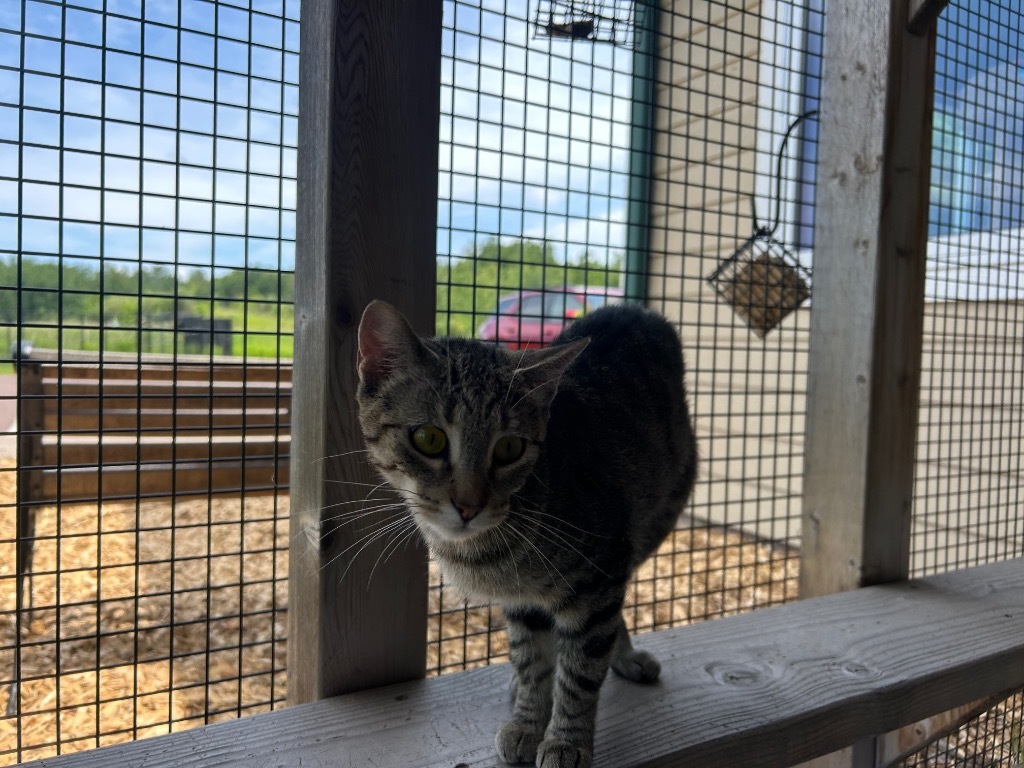 V0 Vella, an adoptable Domestic Short Hair in Ashland, WI, 54806 | Photo Image 3