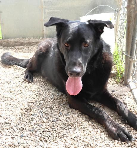 Radar AKA Buddy, an adoptable Labrador Retriever, German Shepherd Dog in Thief River Falls, MN, 56701 | Photo Image 2