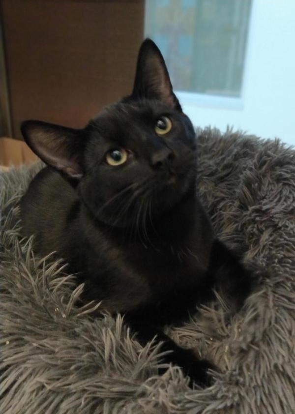 Nitro 44907, an adoptable Domestic Short Hair in Pocatello, ID, 83205 | Photo Image 1