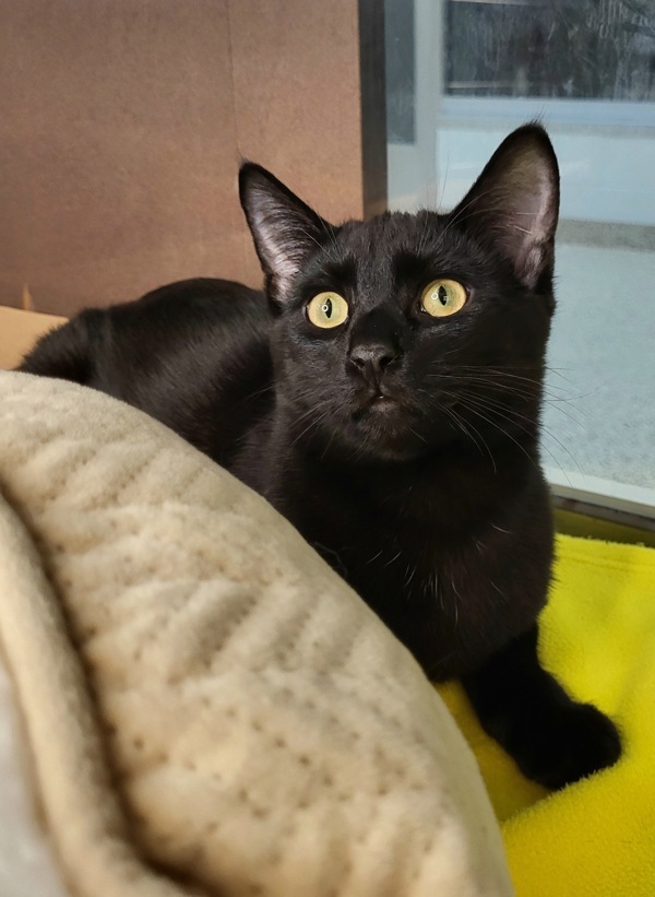Nitro 44907, an adoptable Domestic Short Hair in Pocatello, ID, 83205 | Photo Image 2