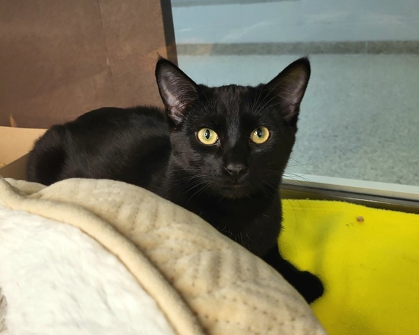 Nitro 44907, an adoptable Domestic Short Hair in Pocatello, ID, 83205 | Photo Image 3