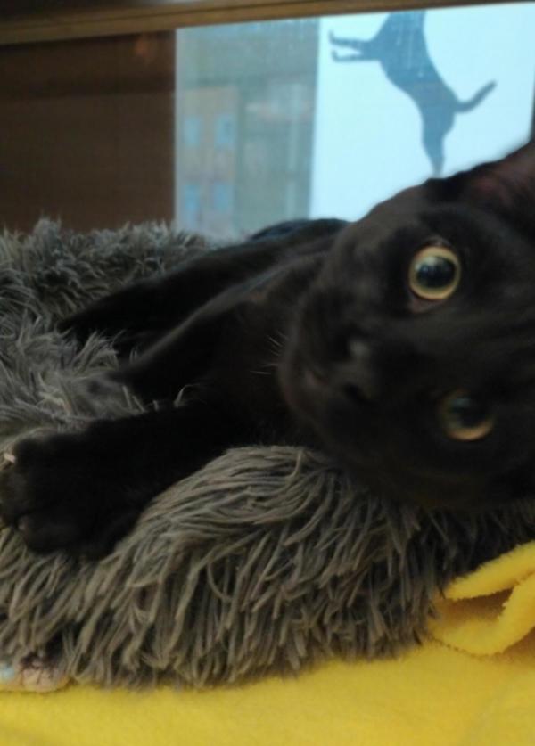 Nitro 44907, an adoptable Domestic Short Hair in Pocatello, ID, 83205 | Photo Image 4