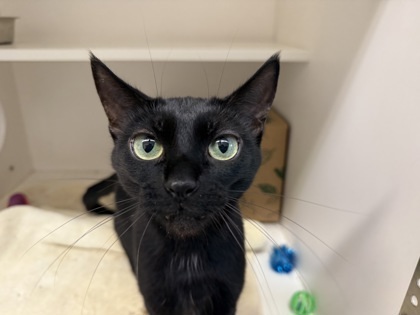 Lilac, an adoptable Domestic Short Hair in Harbor Springs, MI, 49740 | Photo Image 1