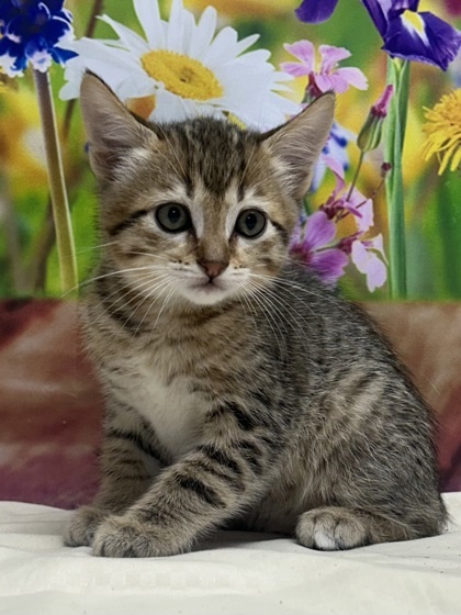Chocolate Chip