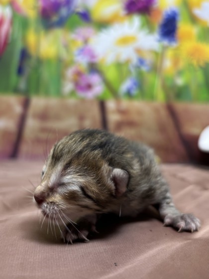Chocolate Chip thumbnail 2