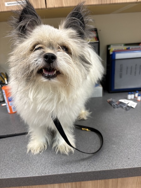 Gizmo