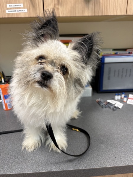 Gizmo