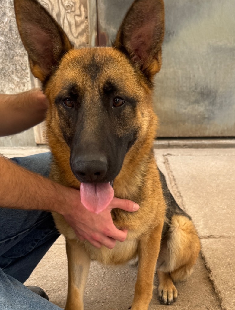 Twix, an adoptable German Shepherd Dog in Hastings, NE, 68901 | Photo Image 1