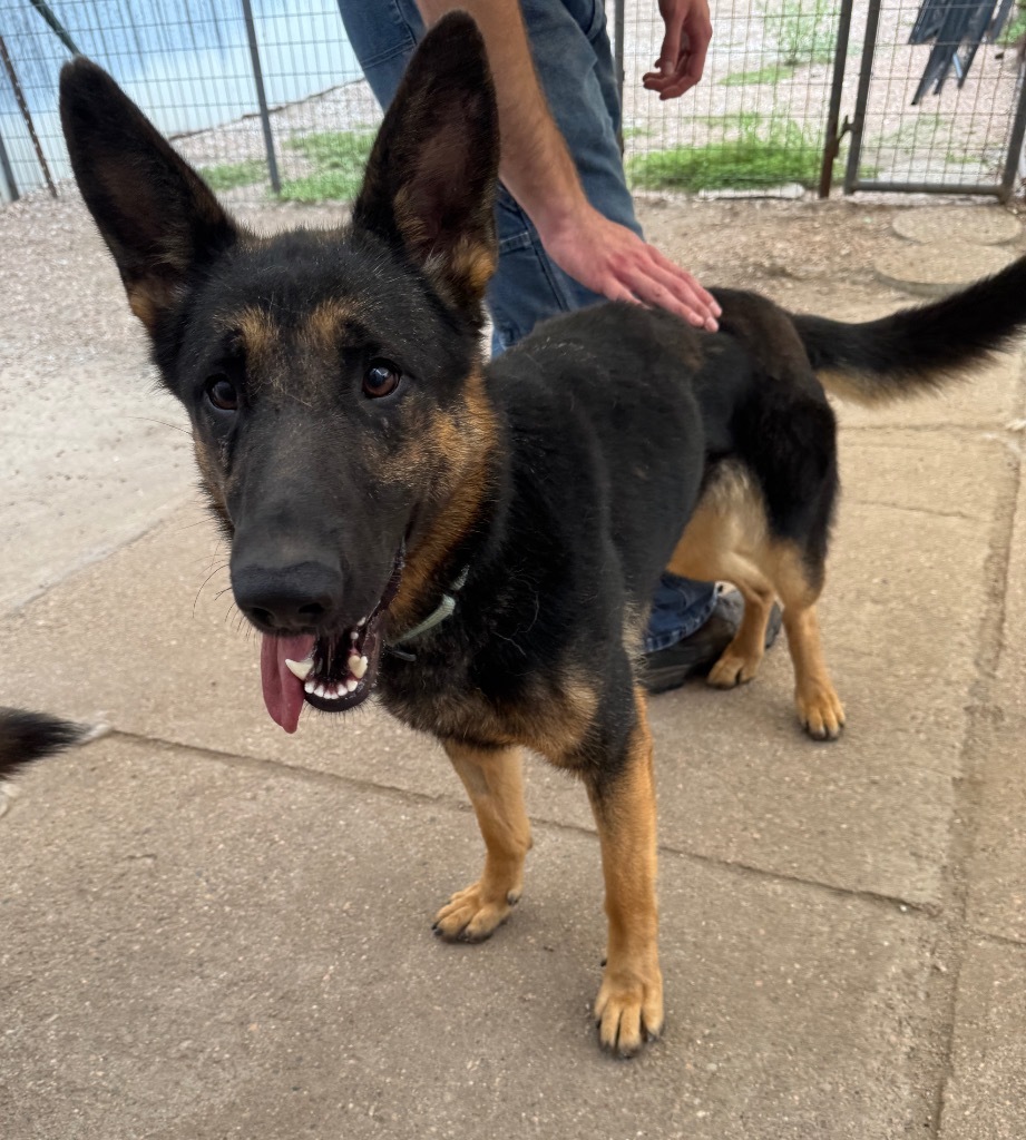 Snickers, an adoptable German Shepherd Dog in Hastings, NE, 68901 | Photo Image 1