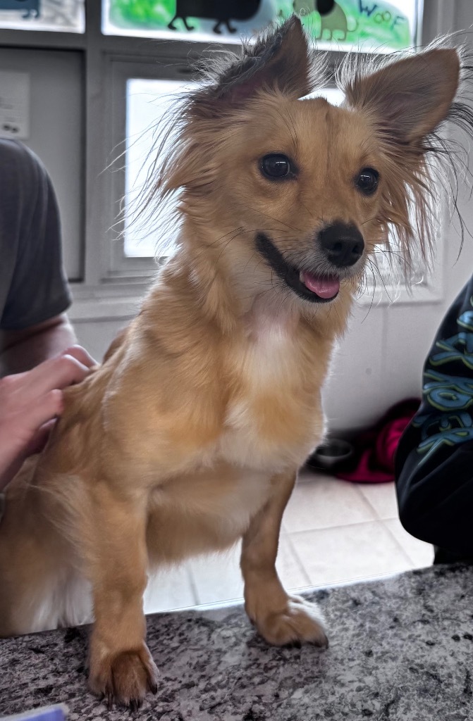 Chai, an adoptable Chihuahua, Dachshund in Hastings, NE, 68901 | Photo Image 1