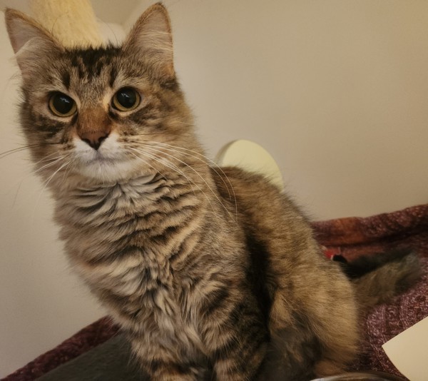 Tabitha