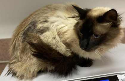 Nacho, an adoptable Birman, Domestic Short Hair in Caldwell, ID, 83607 | Photo Image 1