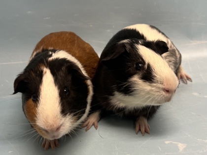 Larry