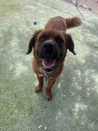 59188569, an adoptable Saint Bernard, Leonberger in El Paso, TX, 79906 | Photo Image 1