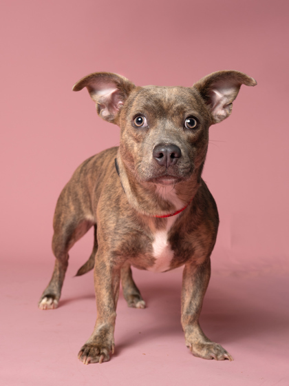 Leia (Bonded Luke)