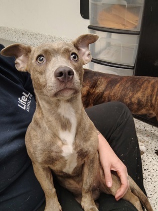 Leia (Bonded Luke)