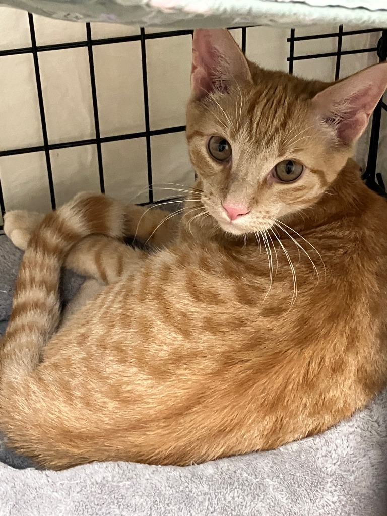 Simba