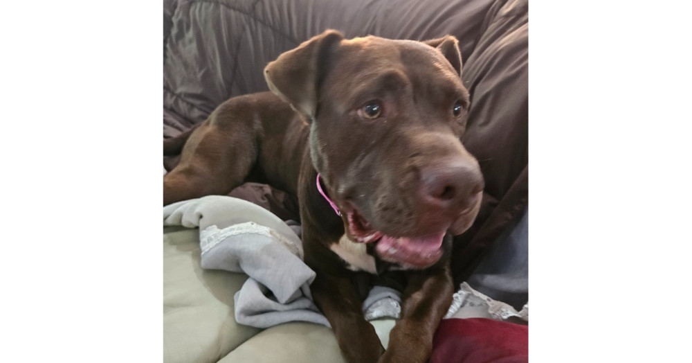 LuLu