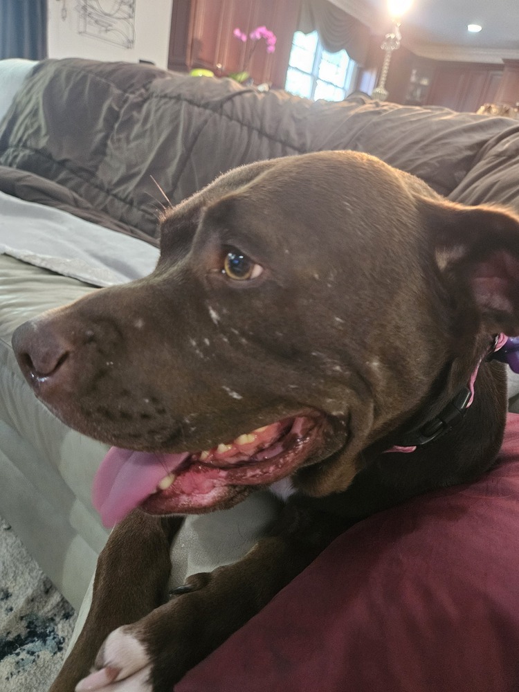 LuLu