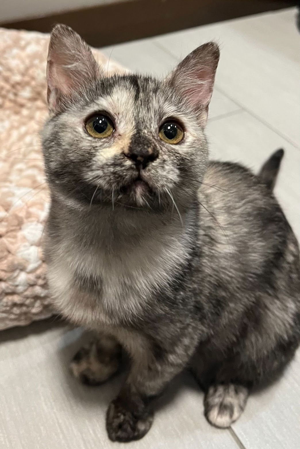 leia