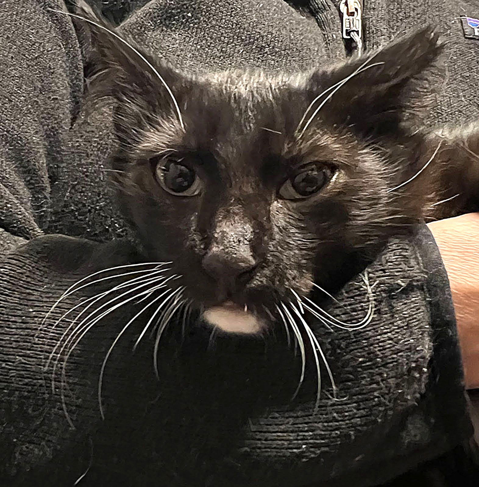 jack