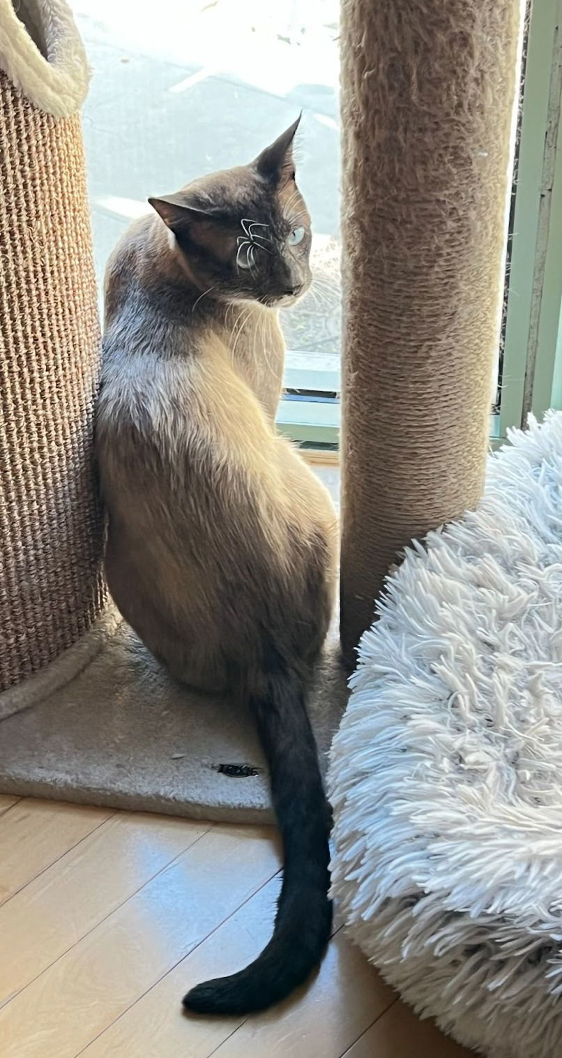 bowie