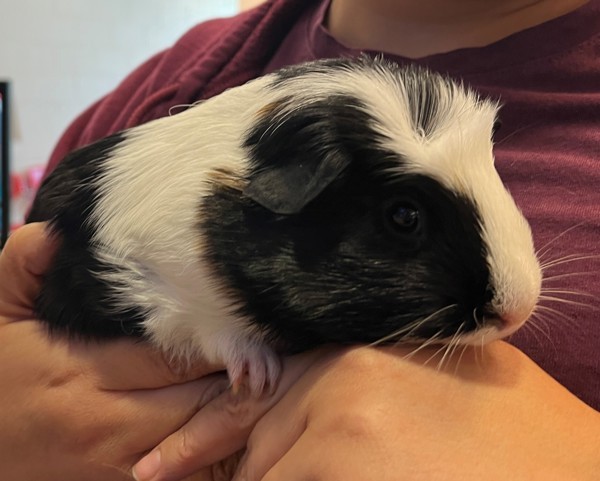 Penny
