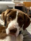 IL/Sadie