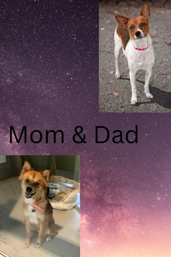 Comet thumbnail 3