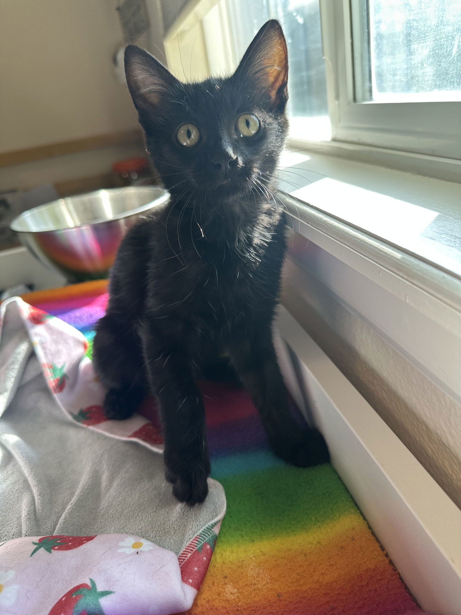 Abu