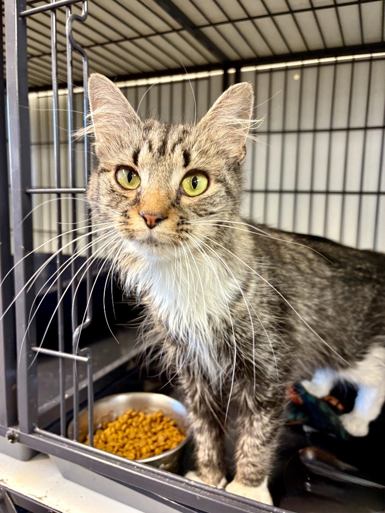 Betty, an adoptable Domestic Medium Hair in Rock Springs, WY, 82901 | Photo Image 1