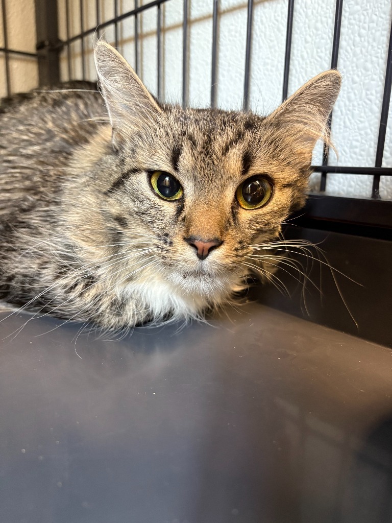 Betty, an adoptable Domestic Medium Hair in Rock Springs, WY, 82901 | Photo Image 2