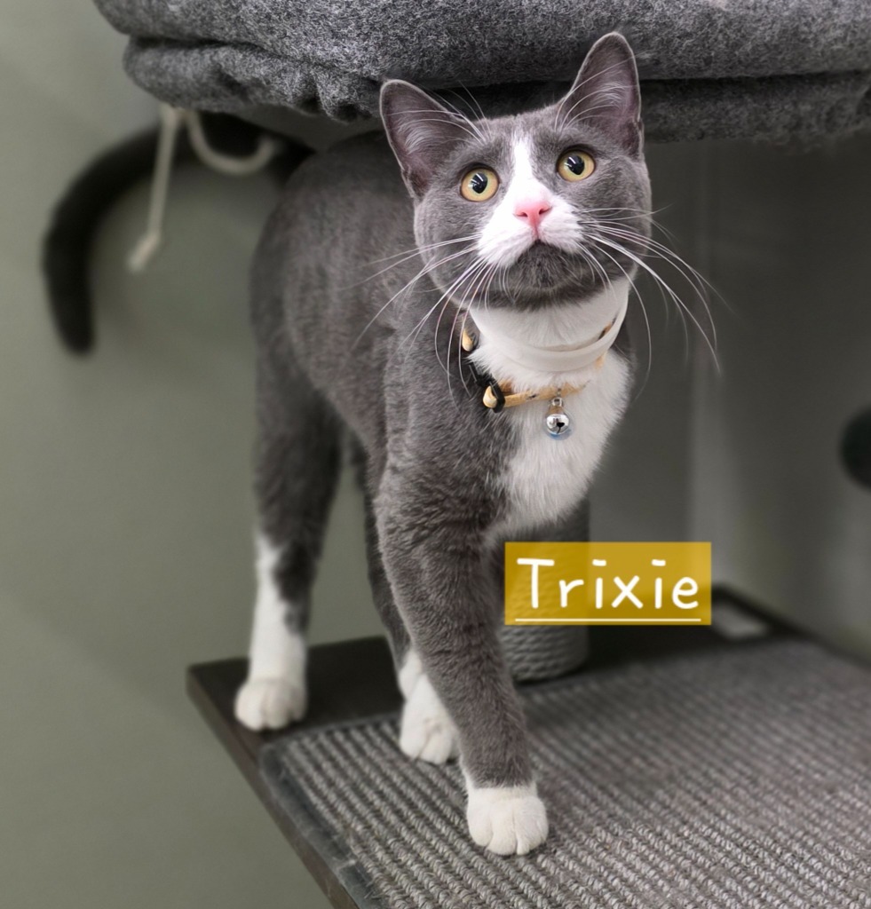 Trixie, an adoptable Domestic Short Hair in Minot, ND, 58701 | Photo Image 1